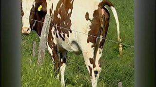 Der Sadisten-Zirkel 11 (Full Movie)